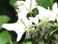 Heracleum moellendorffii
