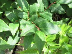 Vaccinium hirtum