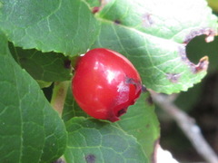 Vaccinium hirtum