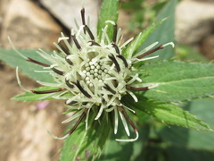Cirsium setidens