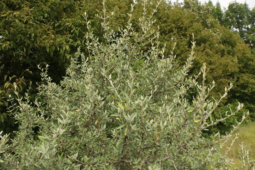 silver buffaloberry from Plymouth County, IA, USA on August 5, 2020 at ...