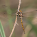 Straw-colored Sylph - Photo (c) Greg Lasley, some rights reserved (CC BY-NC)