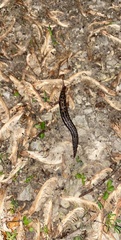 Limax maximus
