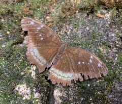 Tanaecia whiteheadi