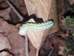 Acronicta increta