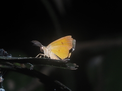 Hypochrosini