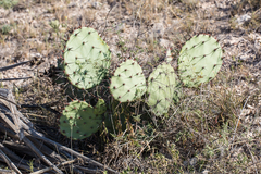 Opuntia mackensenii