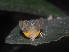 Hypochrosini