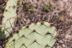 Opuntia mackensenii