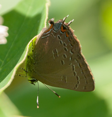 Satyrium edwardsii