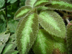 Episcia