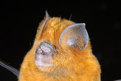 Hipposideros ruber
