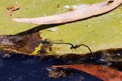 Austroagrion