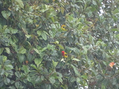 Piranga rubriceps