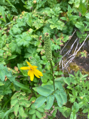 Sanguisorba stipulata
