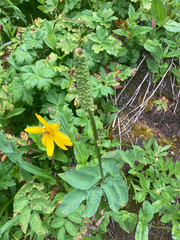 Sanguisorba stipulata