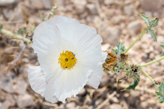 Argemone polyanthemos