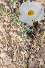 Argemone polyanthemos