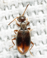 Sapintus lemniscatus