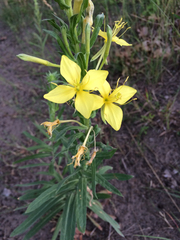 Oenothera clelandii