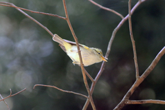 Phylloscopus ogilviegranti