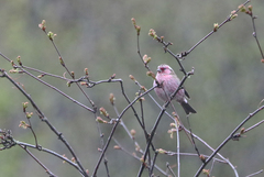 Carpodacus dubius
