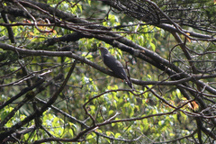 Cuculus poliocephalus