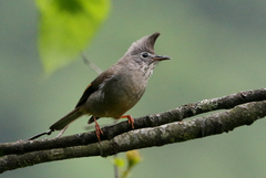 Yuhina gularis