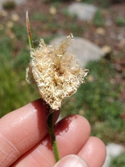 Calliscirpus criniger