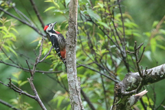 Dryobates cathpharius