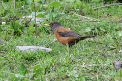 Turdus rubrocanus