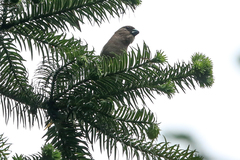 Pyrrhula nipalensis