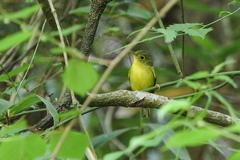 Phylloscopus soror