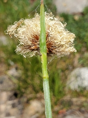 Calliscirpus criniger