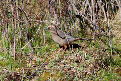 Trochalopteron elliotii