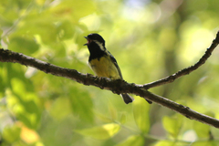 Periparus venustulus