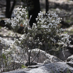 Acrothamnus melaleucoides