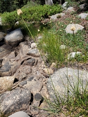 Calliscirpus criniger