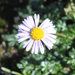 Brachyscome stuartii