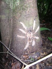Sericopelma