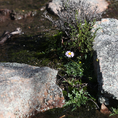 Brachyscome stuartii