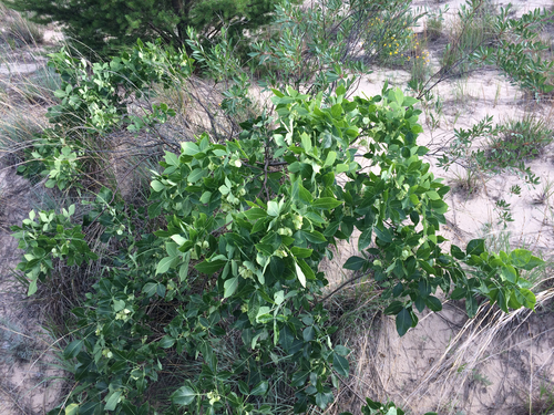 Ptelea trifoliata