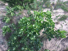 Common Hop Tree (Ptelea trifoliata)