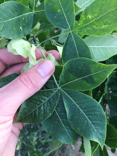 Ptelea trifoliata