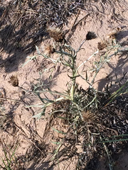 Cirsium pitcheri