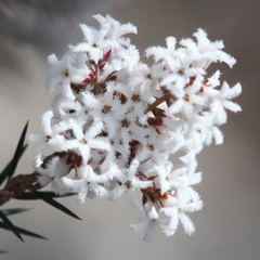 Acrothamnus melaleucoides