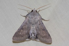 Pandesma submurina