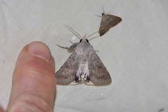 Pandesma submurina