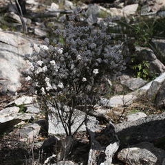 Acrothamnus melaleucoides