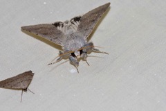 Pandesma submurina
